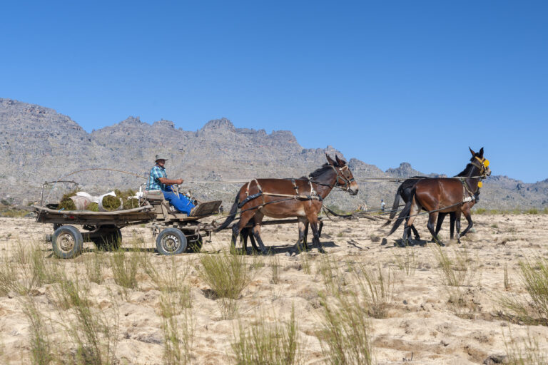 Donkey cart used for transporting the harvested rooibos plants in the Cederberg Mountains in South Africa.