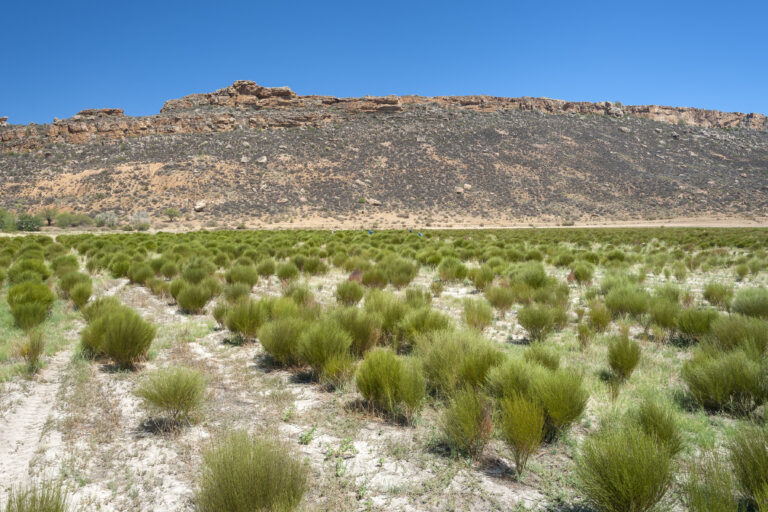 Rooibos plantations in a valley in the Cederberg Mountains in South Africa.